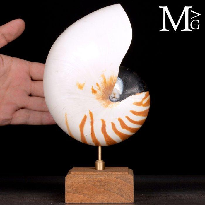 Grote Nautilus Pompilius – Wunderkammer-sculptuur -, Verzamelen, Dierenverzamelingen