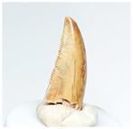 Gem Grade Abelisaurid Dinosaur Tooth Boven Krijt, Collections