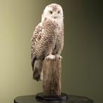 Sneeuwuil Taxidermie Opgezette Dieren By Max, Ophalen of Verzenden, Nieuw, Vogel, Opgezet dier