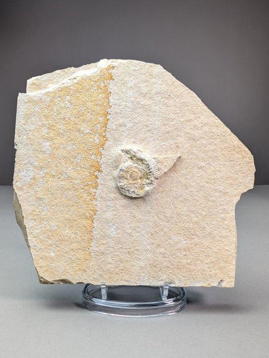 Ammonite Vereniging - Gefossiliseerde schelp - Dactylioceras, Verzamelen, Mineralen en Fossielen