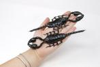 15 spécimens de scorpions géants de la forêt, grade A1, Nieuw