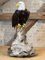 Fijne adelaar op spaarzaam hout Taxidermie volledige montage, Nieuw