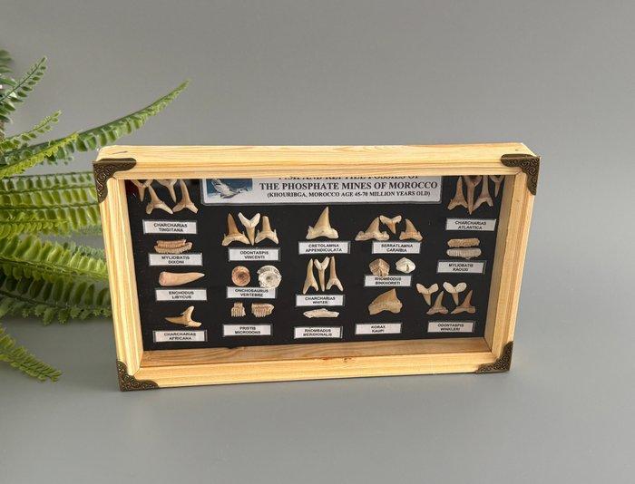 Hoi, Mosasaurus, Enchodus, Corax en meer - Fossiele tanden -, Verzamelen, Mineralen en Fossielen