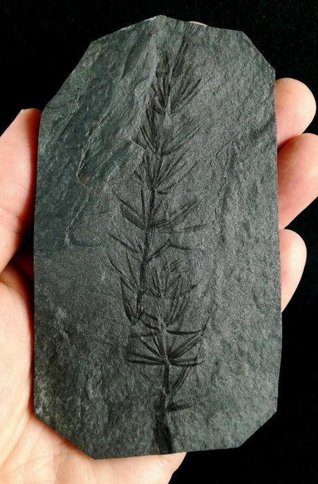 Fossile exceptionnellement bien conservé ! - Queue de cheval, Collections, Minéraux & Fossiles