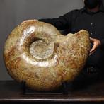 Zeer grote en decoratieve ammoniet - Cleoniceras sp. - 65 cm, Verzamelen, Mineralen en Fossielen
