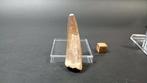 Spinosaurus - Fossiele tanden - 6 cm - 2 cm (Zonder, Verzamelen