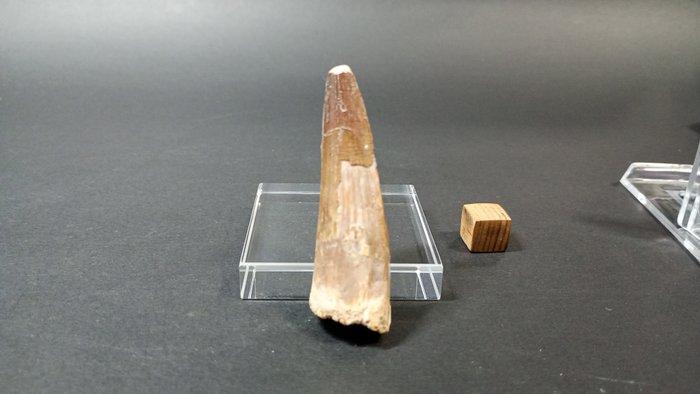 Spinosaurus - Fossiele tanden - 6 cm - 2 cm (Zonder, Verzamelen, Mineralen en Fossielen