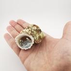 Kerststal - Schelp - Italiaanse ambacht, Antiek en Kunst