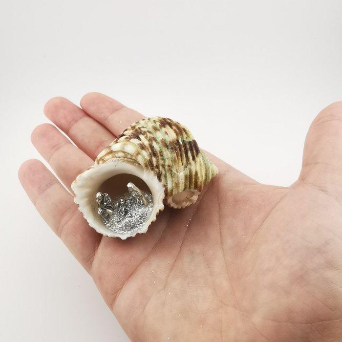 Kerststal - Schelp - Italiaanse ambacht, Antiek en Kunst, Antiek | Boeken en Manuscripten