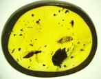 Birmese amber - keverslarve + 4 geleedpotigen - Barnsteen -, Verzamelen