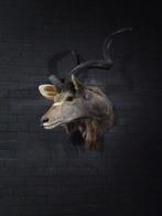 Support dépaule Grand Kudu - Crâne - Tragelaphus, Verzamelen, Dierenverzamelingen, Nieuw