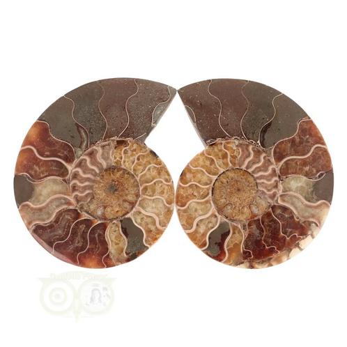 Ammoniet Fossiel paartje Nr 60 - 404  gram, Handtassen en Accessoires, Edelstenen, Nieuw, Verzenden