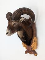 Moeflon Taxidermie volledige montage - Ovis aries musimon -, Verzamelen, Dierenverzamelingen, Nieuw