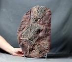 Fijne fossiele Crinoid met steel - Natuurlijk veelvoud -