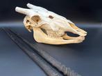 Gemsbok Schedel - Oryx gazella - skull + horns - 24 cm - 40, Verzamelen, Dierenverzamelingen, Nieuw