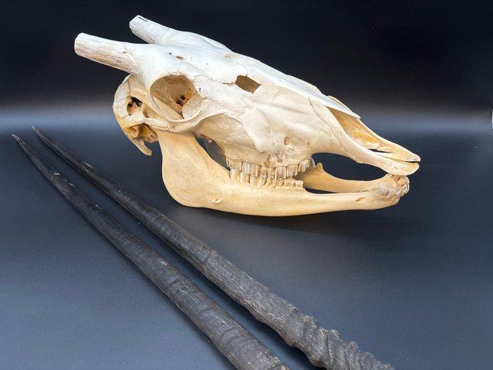 Gemsbok Schedel - Oryx gazella - skull + horns - 24 cm - 40, Verzamelen, Dierenverzamelingen