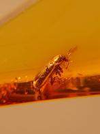 Zeer mooie kever, prachtig netjes ingesloten in een cabochon