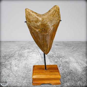 Extreem zeldzame natuurlijke grote Megalodon-tand op Stand
