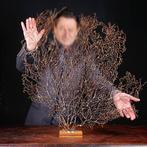 Natuurlijke zwarte Gorgonia - Een moderne Wunderkammer -