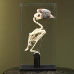 Witpootneushoornvogel Skelet, Nieuw, Opgezet dier, Vogel, Ophalen of Verzenden