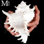 De meest iconische en herkenbare schelp uit de familie, Verzamelen, Nieuw