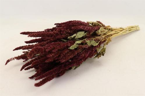 Amaranthus natural red bunch sleeved rode kattenstaart in, Hobby & Loisirs créatifs, Bricolage