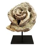 Zeeslak - Gefossiliseerde schelp - mollusk - 19 cm - 17 cm