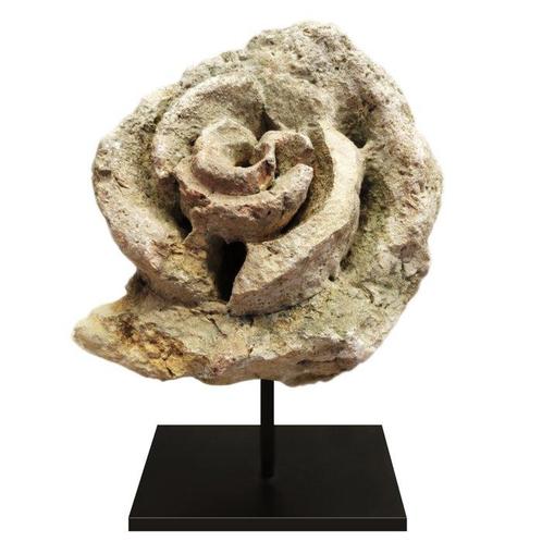 Zeeslak - Gefossiliseerde schelp - mollusk - 19 cm - 17 cm, Verzamelen, Mineralen en Fossielen