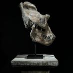 PAS DE PRIX DE RÉSERVE - Une réplique de crâne de gorille