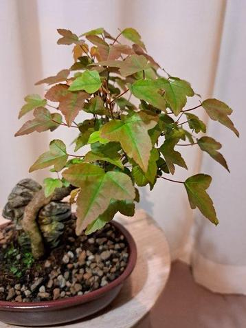 Drietand Esdoorn (Acer Buergerianum) - Hoogte (boom): 21 cm