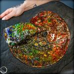 Heel mooie natuurlijke opalerende ammoniet met zeldzame