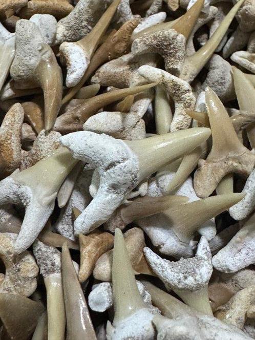 Haai - Fossiele tand - Tiburones varios  (Zonder, Verzamelen, Mineralen en Fossielen