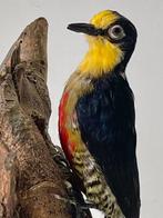 Female Yellow-Fronted Woodpecker (Goudmaskerspecht), Verzamelen, Nieuw