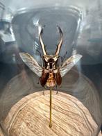 Scarabée Support de corps entier pour taxidermie -