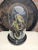 Prachtige stolp met 2 yarrel sijsjes Taxidermie volledige, Verzamelen, Nieuw