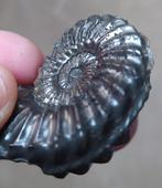 ammoniet - Gefossiliseerde schelp - 4 cm  (Zonder