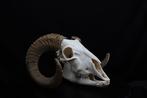 Crâne de mouton avec de grandes cornes enroulées Os - Ovis, Nieuw
