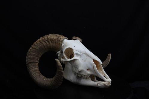 Crâne de mouton avec de grandes cornes enroulées Os - Ovis, Verzamelen, Dierenverzamelingen