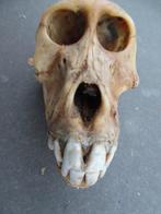 Baviaan Schedel - Papio anubis - with proof of legal origin, Verzamelen, Nieuw