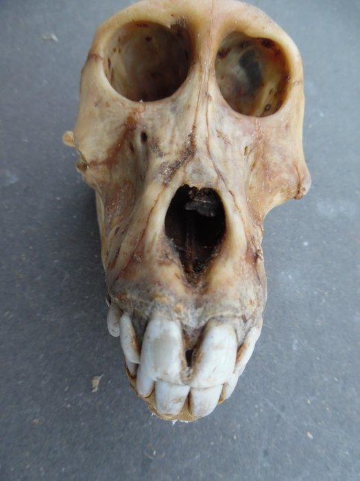 Baviaan Schedel - Papio anubis - with proof of legal origin, Verzamelen, Dierenverzamelingen