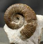 Fijne ontrolde ammoniet op steen - Gefossiliseerd dier -