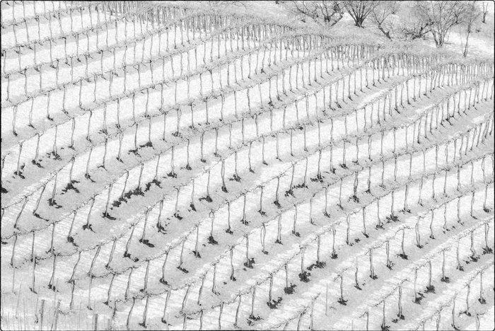 Franco Turcati - Langhe, Piemonte (525), Antiek en Kunst, Kunst | Designobjecten