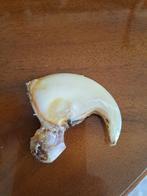 Afrikaanse Leeuwklauw Bot - Panthera leo - 45 mm - 57 mm -, Nieuw