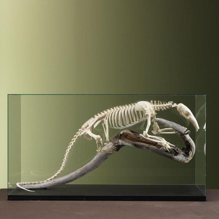 Tamandua Skelet Taxidermie Opgezette Dieren By Max, Verzamelen, Dierenverzamelingen, Opgezet dier, Nieuw, Wild dier, Ophalen of Verzenden