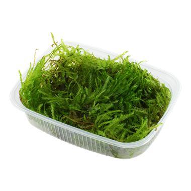 Taxiphyllum Spiky Mos Portion, Dieren en Toebehoren, Vissen | Aquaria en Toebehoren, Nieuw, Verzenden
