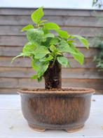 Bougainvillea bonsai (Bougainvillea glabra) - Hoogte (boom):