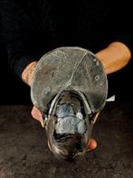 Fossiele Nautilus met zwarte hematiet. - Gefossiliseerd dier