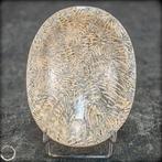 Bol en corail fossilisé naturel dAustralie – Une œuvre, Collections