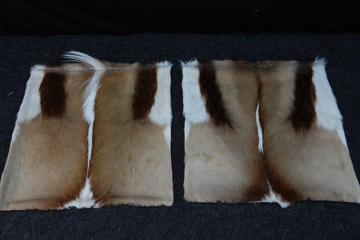 Springbok Cushion Covers - Taxidermie volledige montage -, Verzamelen, Dierenverzamelingen