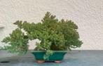 Bonsaï Genévrier (Juniperus) - Hauteur (arbre) : 18 cm -